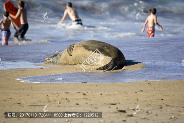僧海豹和孩子們在海灘上