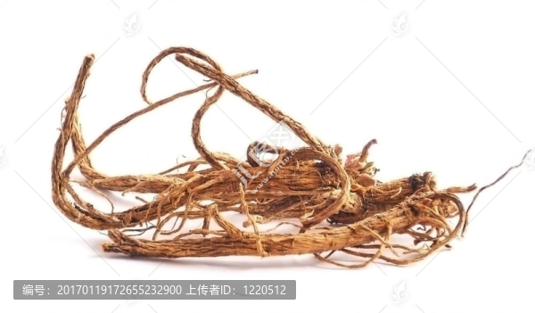 白色背景上的干小背