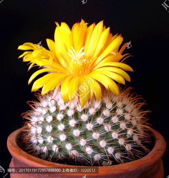 Kaktus花的