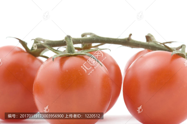 生西紅柿收起來(lái)