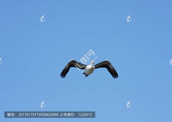 澳洲鵜鶘