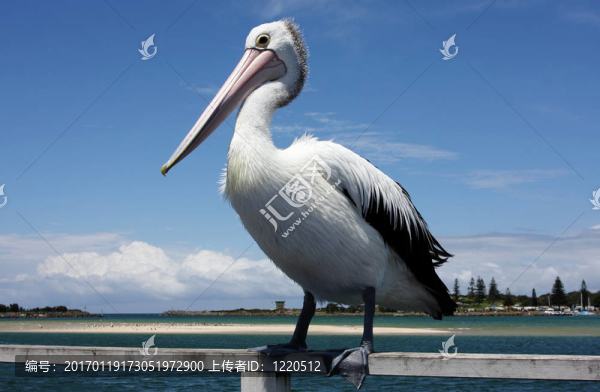 澳洲鵜鶘