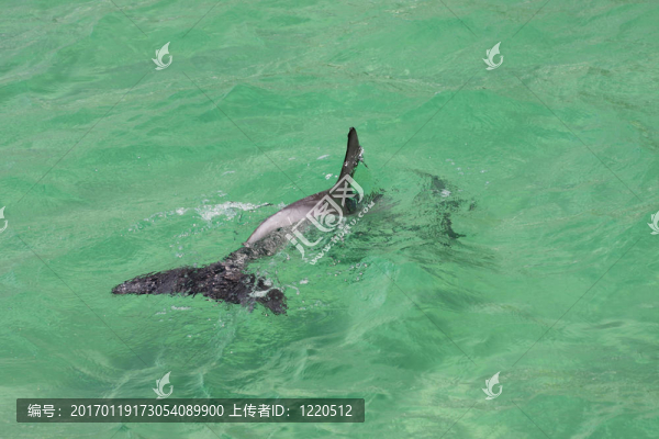 瓶鼻海豚