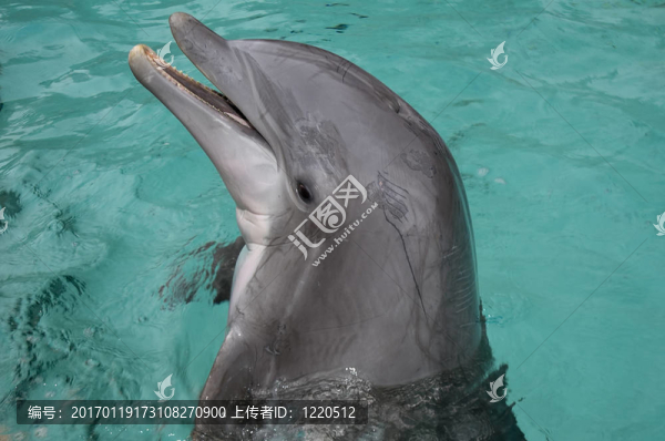 海豚