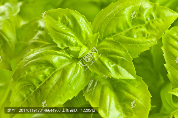 綠色的羅勒特寫