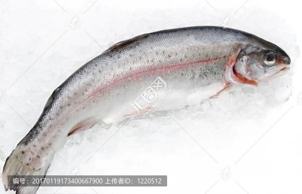 虹鱒魚