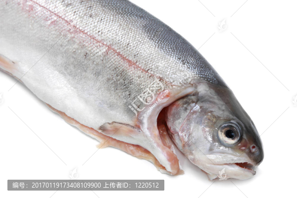 虹鱒魚