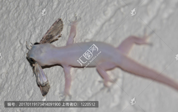 壁虎吃飛蛾