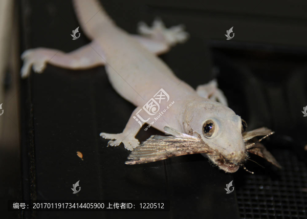 壁虎吃飛蛾