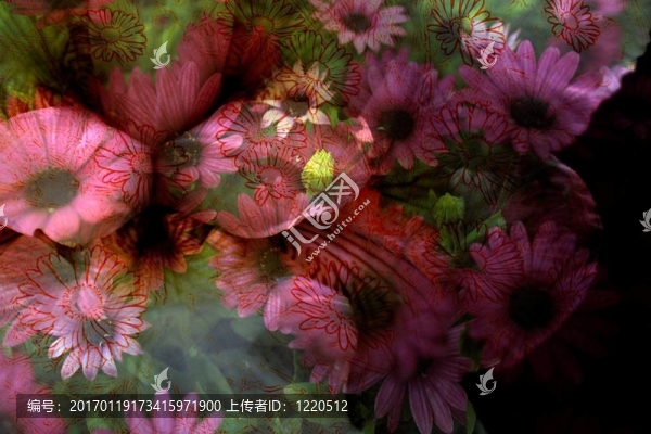 秘密花園