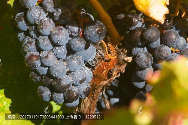 葡萄酒