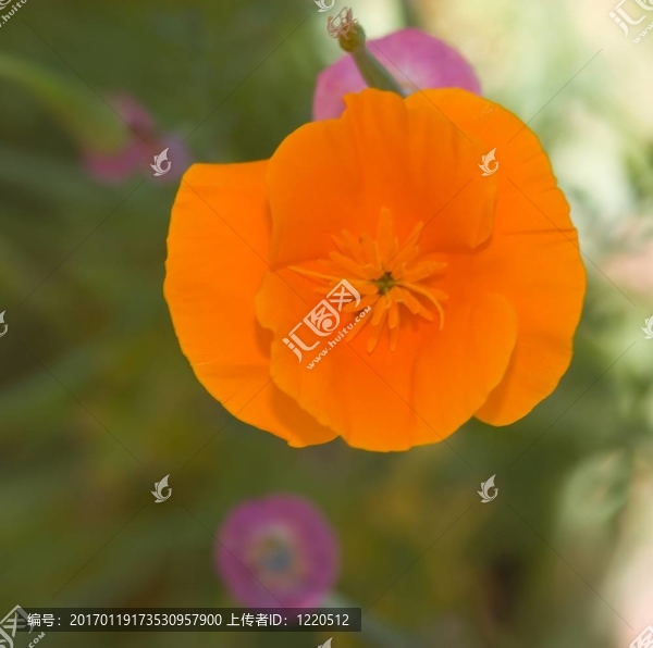費(fèi)羅麗