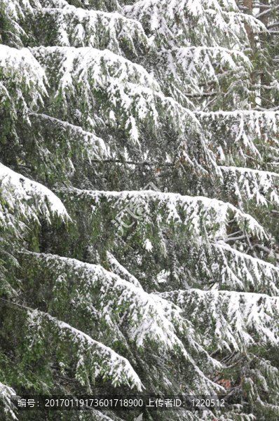 新鮮的雪