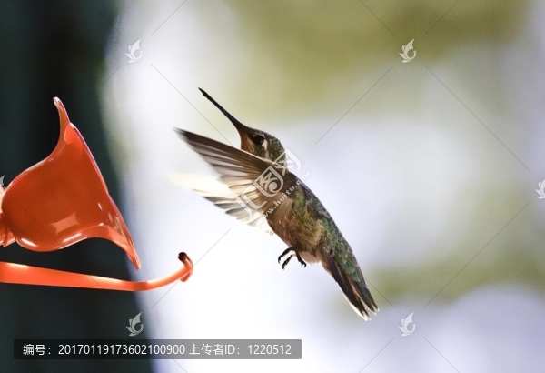蜂鳥