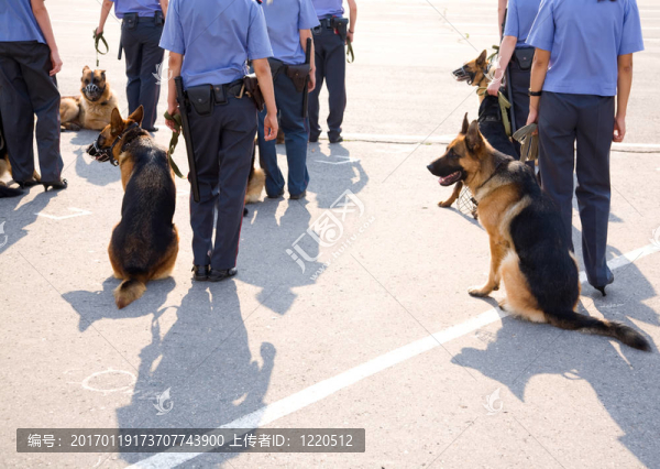 工作犬-匯圖網(wǎng) www.fosd68.com 工作犬