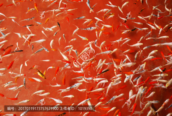 一群金魚