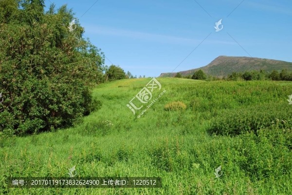 綠色的田野