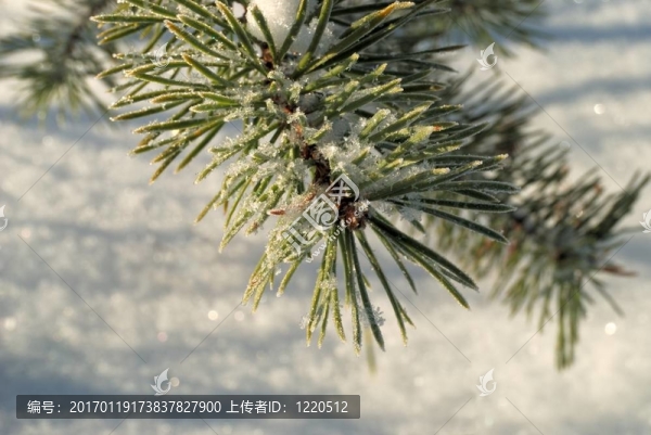 對松針的白霜