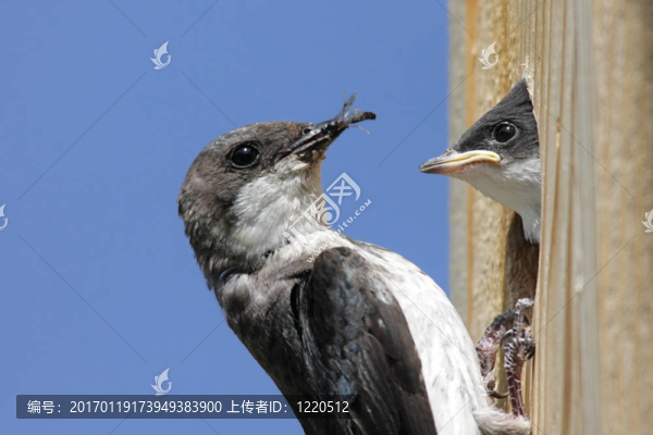 母鳥和嬰兒