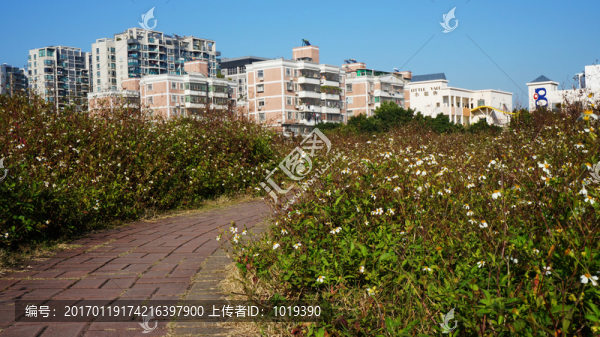 兩邊野草的小路