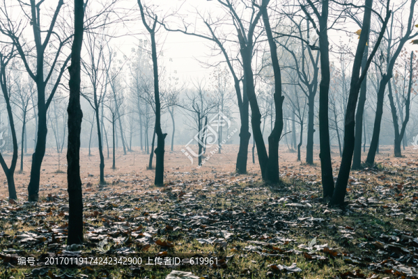 意境樹林