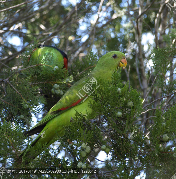 澳大利亞紅翅鸚鵡-匯圖網(wǎng) www.fosd68.com 澳大利亞紅翅鸚鵡