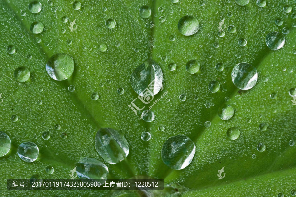 葉滴
