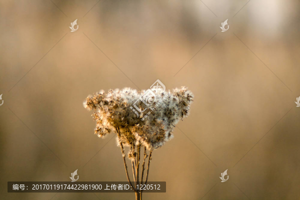 草