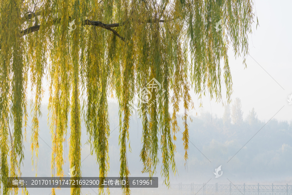 柳樹枝,金黃柳葉