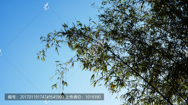 竹葉