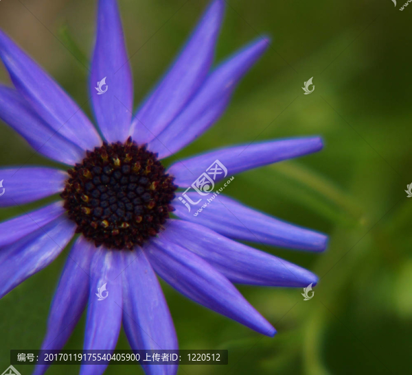 綠色花藍