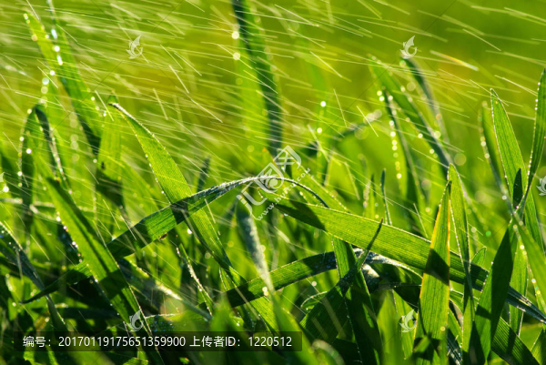 草