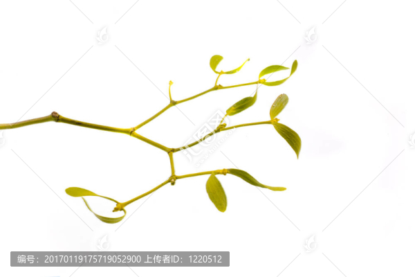 槲寄生
