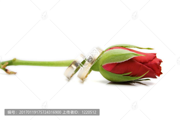 紅玫瑰與分離