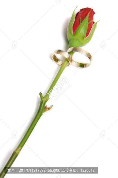 紅玫瑰與分離