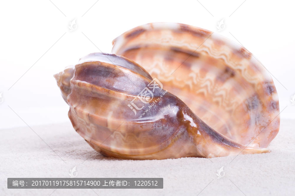 貽貝