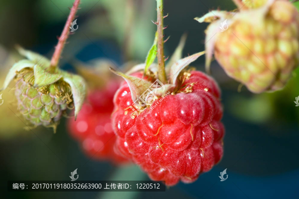 覆盆子