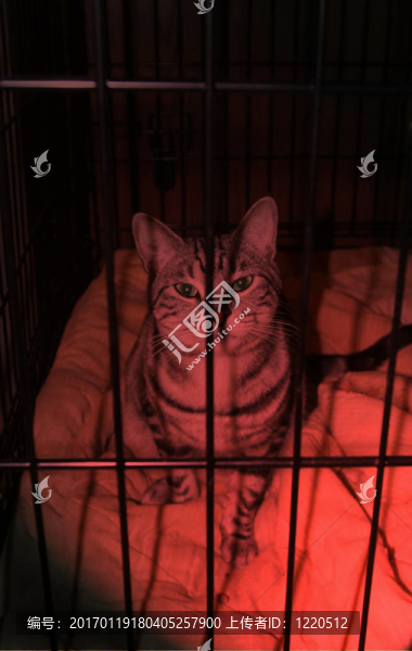 貓罪犯