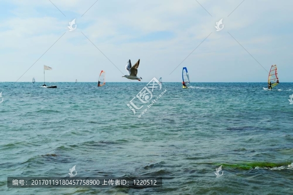 海鷗