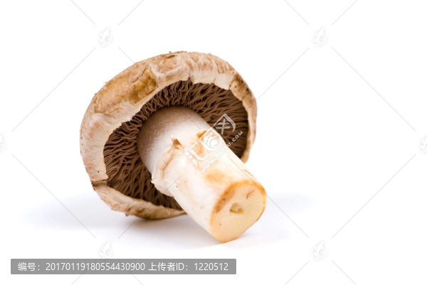孤立的香菇-匯圖網(wǎng) www.fosd68.com 孤立的香菇