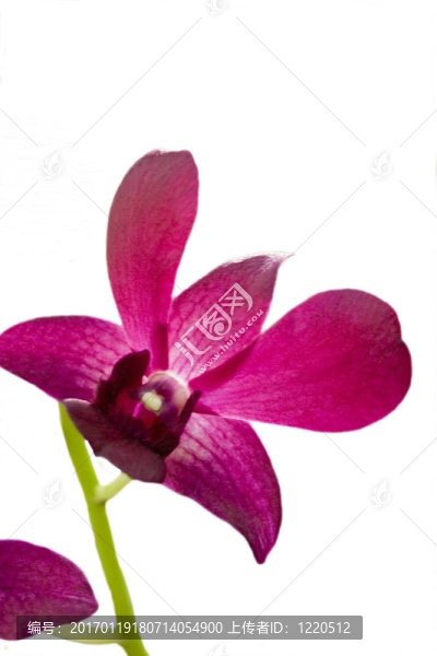 粉紅色的虹膜