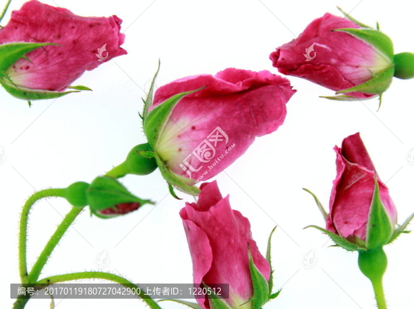 接吻的玫瑰花蕾