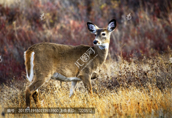 白尾鹿的國家野牛范圍查洛蒙大納