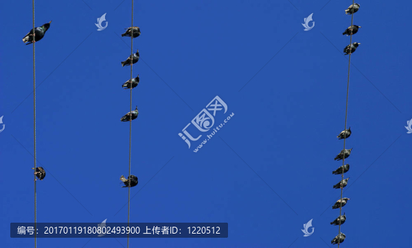 電線上的鳥