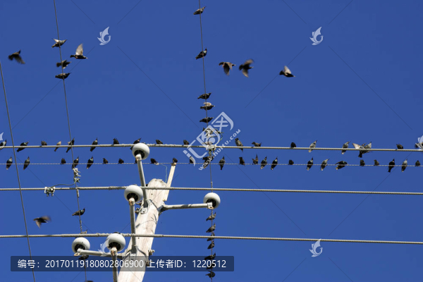 電線上的鳥