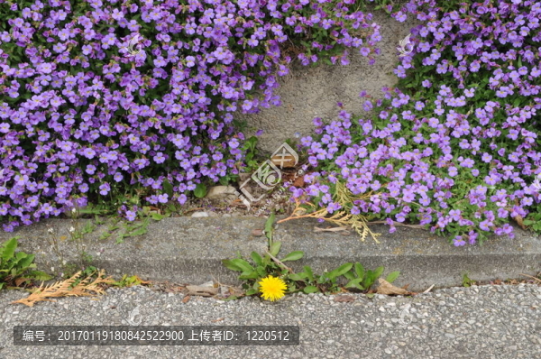 Flowers,002