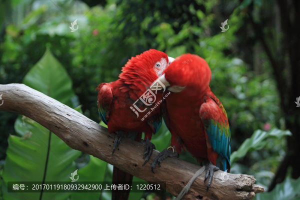 Parrot（ARA澳門）