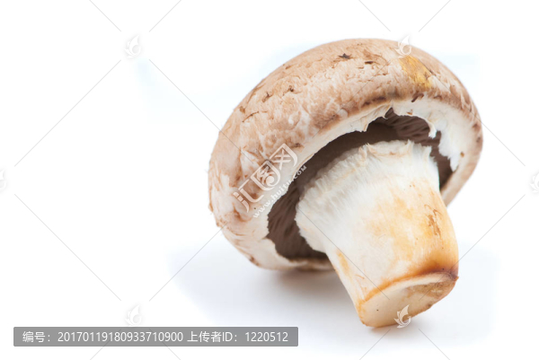 孤立的香菇
