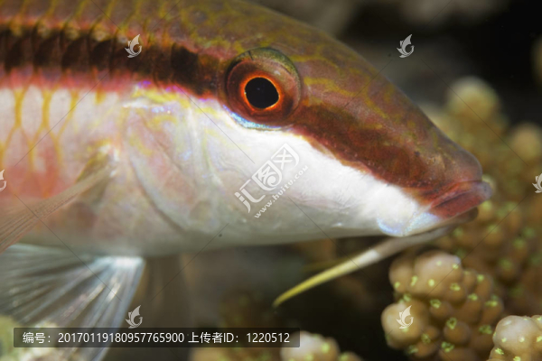 紅色的海緋鯉
