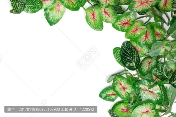 邊境的葉子